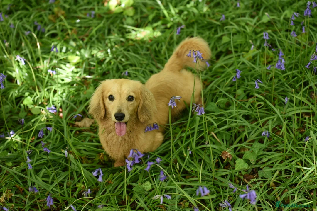 Miniature Dachshund dogs for stud: Shaded cream miniature longhaired Stud in Newton Abbot - Advert 2