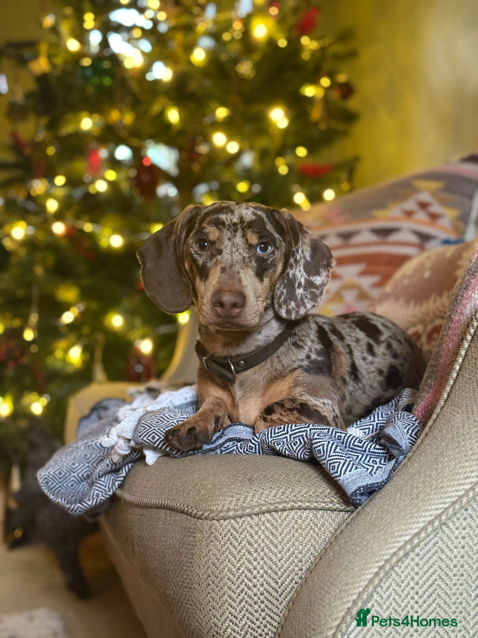 Dachshund dogs NOBBY 🤎 Seeking a girlfriend!!  - Advert 1