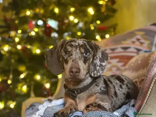 Dachshund dogs NOBBY 🤎 Seeking a girlfriend!! - Advert 1