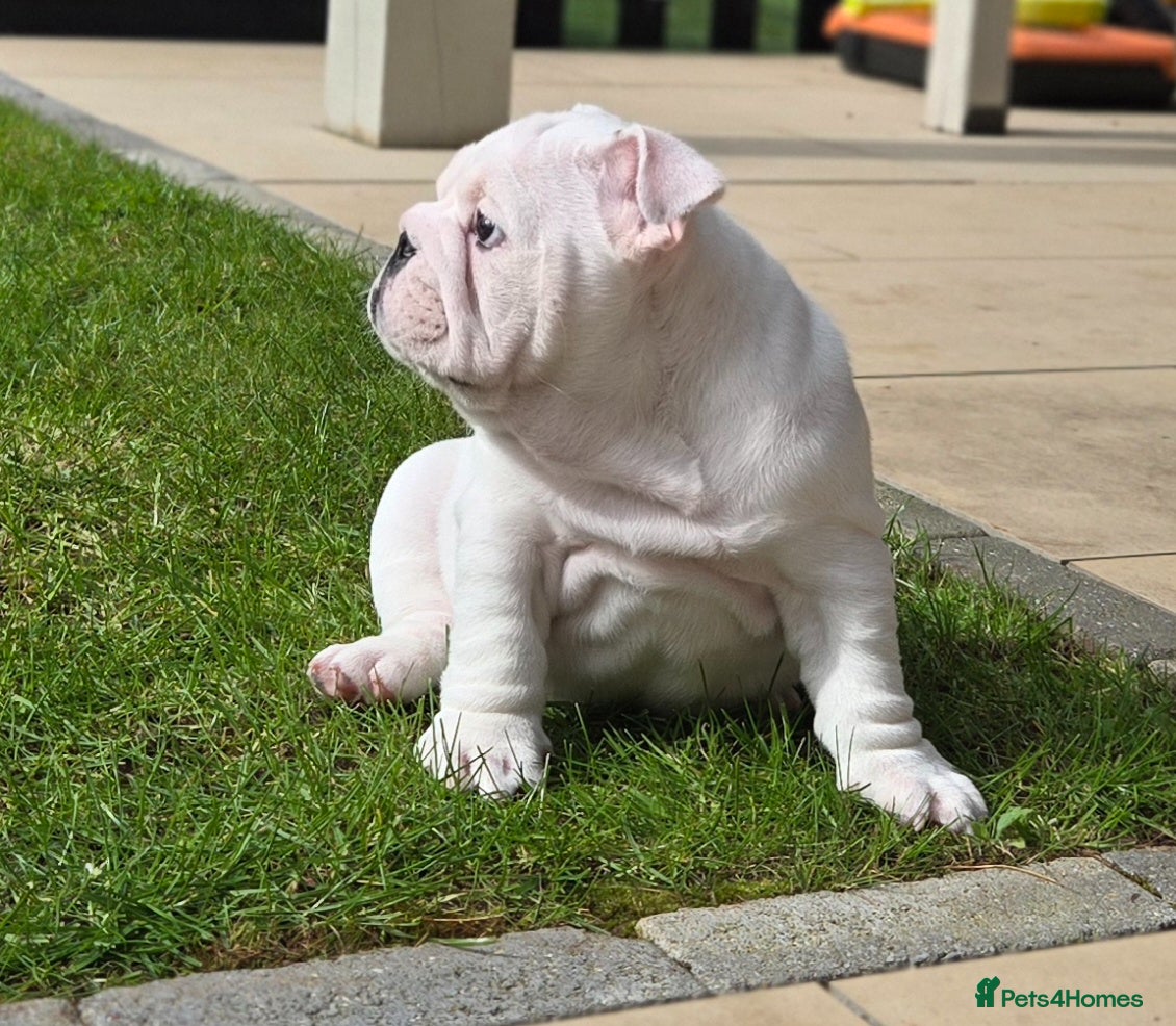 English Bulldog dogs Beautiful standard male bulldog available  - Advert 3