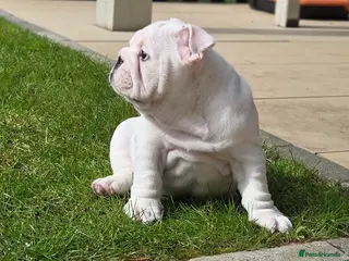 English Bulldog dogs Beautiful standard male bulldog available - Advert 6