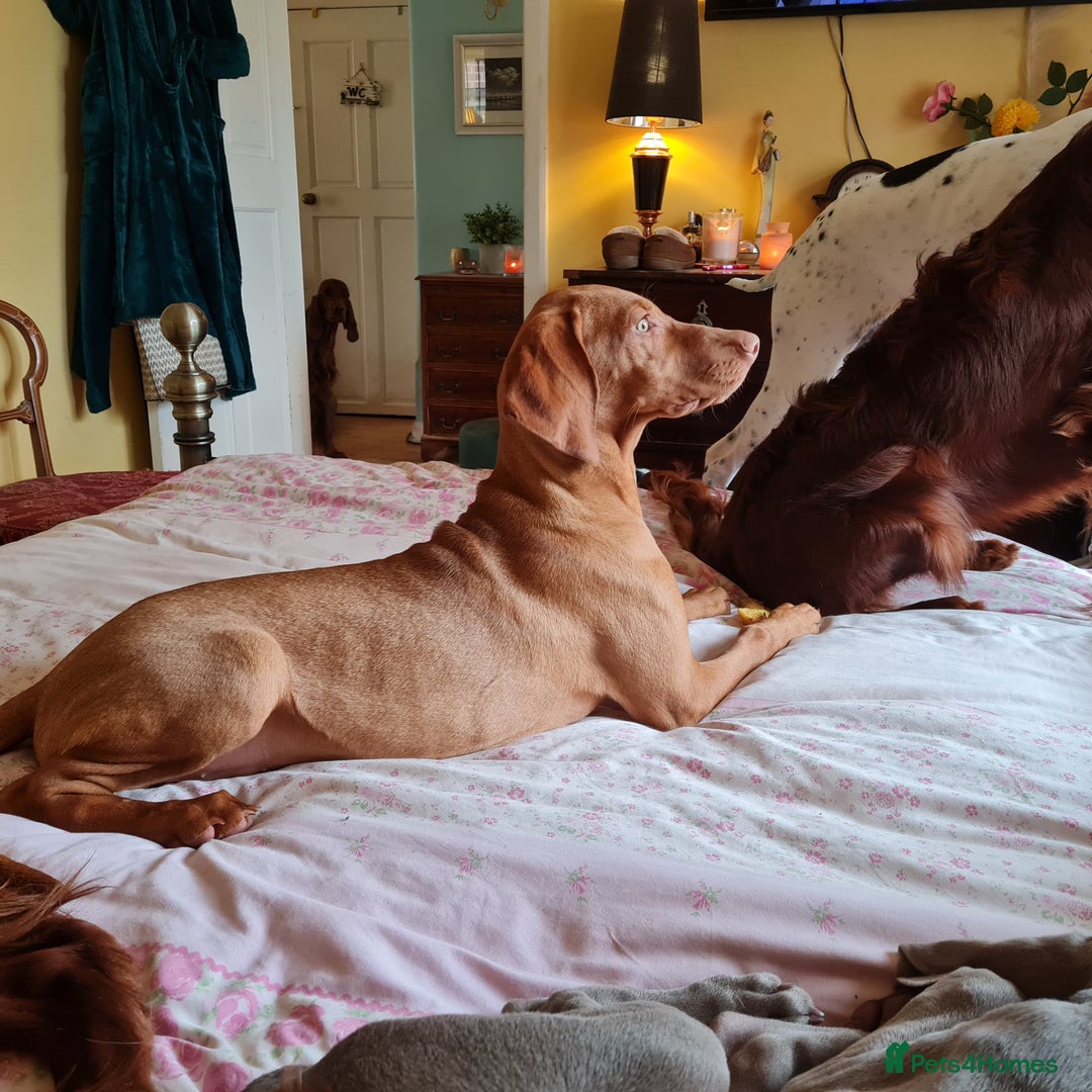 Hungarian Vizsla dogs for sale: PEDIGREE HUNGARIAN VIZLA GIRL 6 Months Old. - Image 2