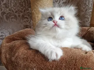 Ragdoll cats Show quality Ragdoll kittens - Advert 4