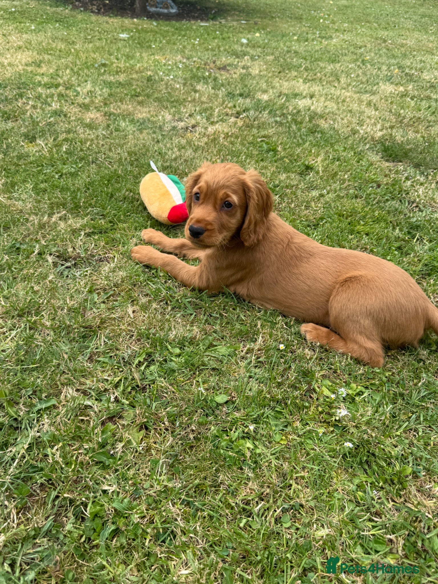 Cocker Spaniel dogs Beautiful cocker spaniel puppies - Advert 2