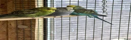 Budgerigars birds for sale: Budgies for sale  - Advert 2