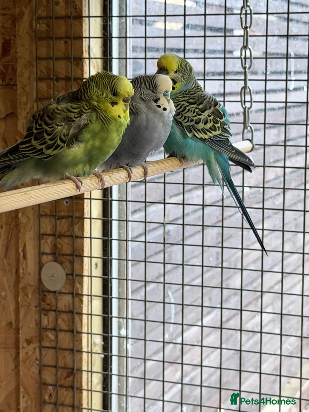 Budgerigars birds for sale: Budgies for sale  - Advert 2
