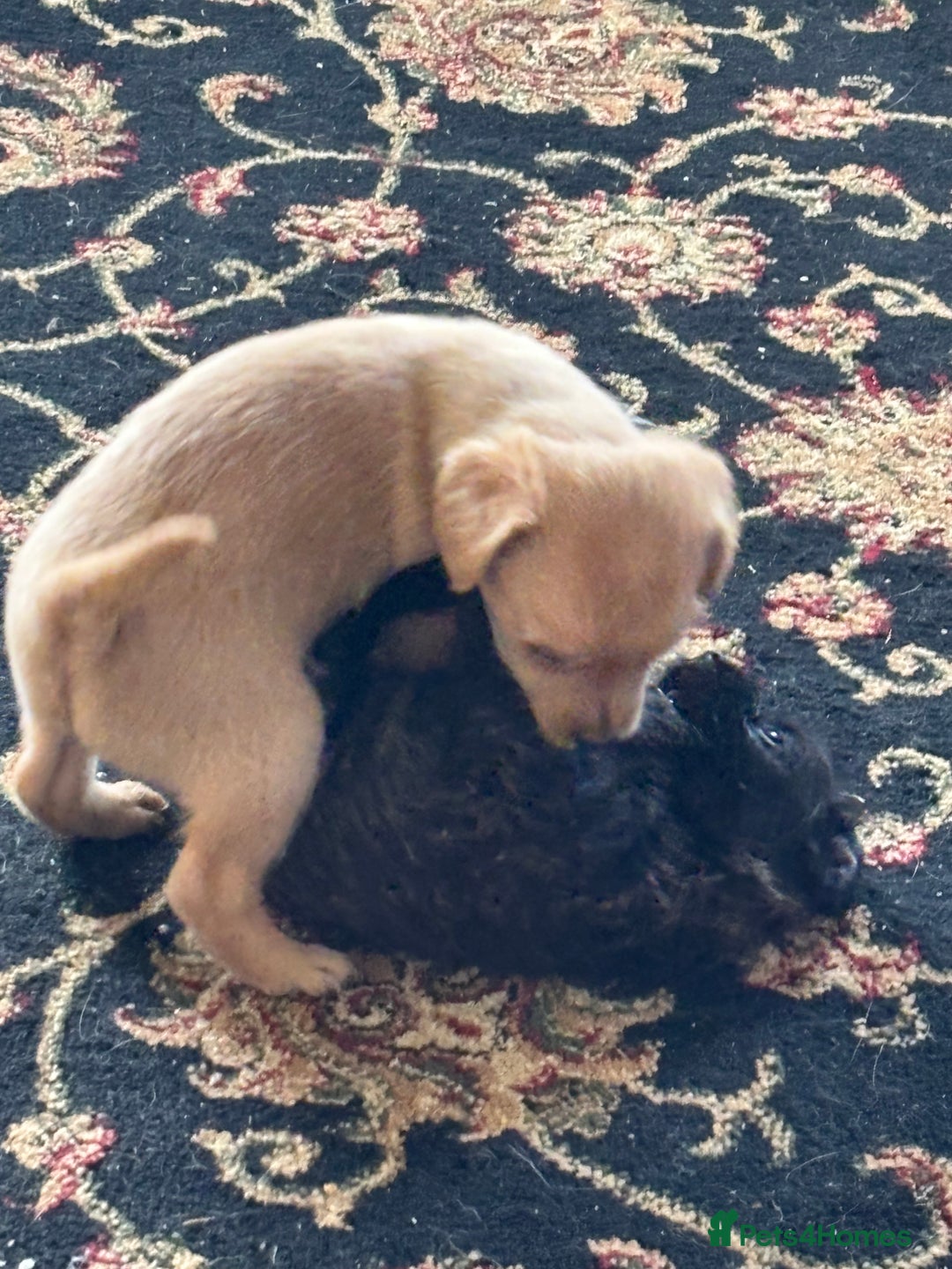 Mixed Breed dogs for sale: Norfolk terrier cross by toy poodle - Image 9