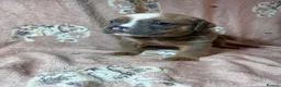 Olde English Bulldogge dogs for sale: Olde English bulldogge  - Advert 28