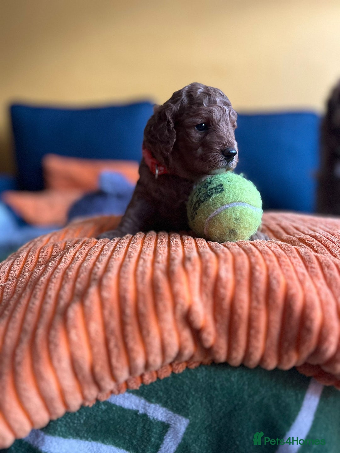 Cockapoo dogs for sale: Gorgeous F1b cockapoo puppies for sale - Image 1