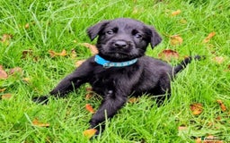 Mixed Breed dogs for sale: Dutch shepherd X pointer puppies  - Advert 15