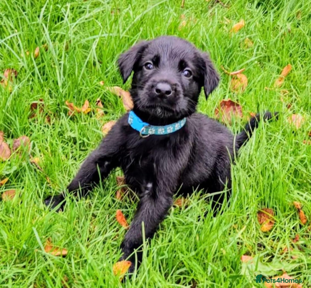 Mixed Breed dogs for sale: Dutch shepherd X pointer puppies  - Advert 15