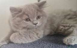 British Shorthair cats for sale: Beautiful BSH (2 Males & 2 Females, Blue & Lilac) - Image 29