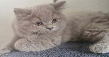 British Shorthair cats - Advert 2
