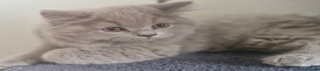 British Shorthair Kitten 2