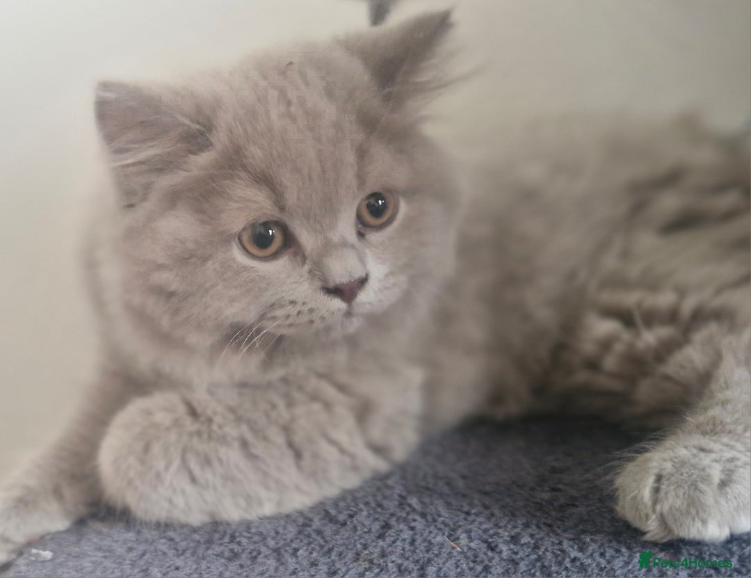 British Shorthair cats for sale: Beautiful BSH (2 Males & 2 Females, Blue & Lilac) - Image 29