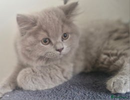 British Shorthair cats - Advert 13