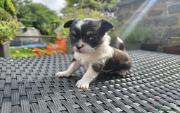 Chihuahua dogs for sale: Beautiful fluffy long haired chihuahuas - Image 29