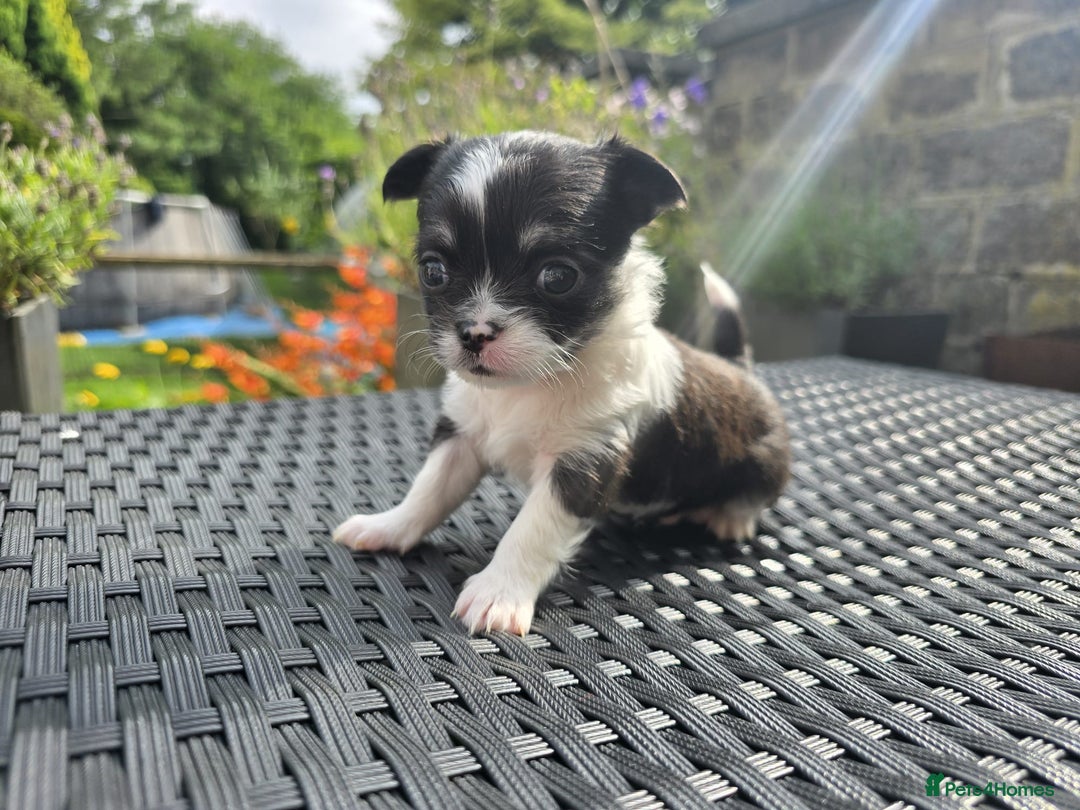 Chihuahua dogs for sale: Beautiful fluffy long haired chihuahuas - Image 29