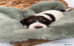 Bernedoodle dogs for sale: Miniature Bernedoodle Puppies - Image 1