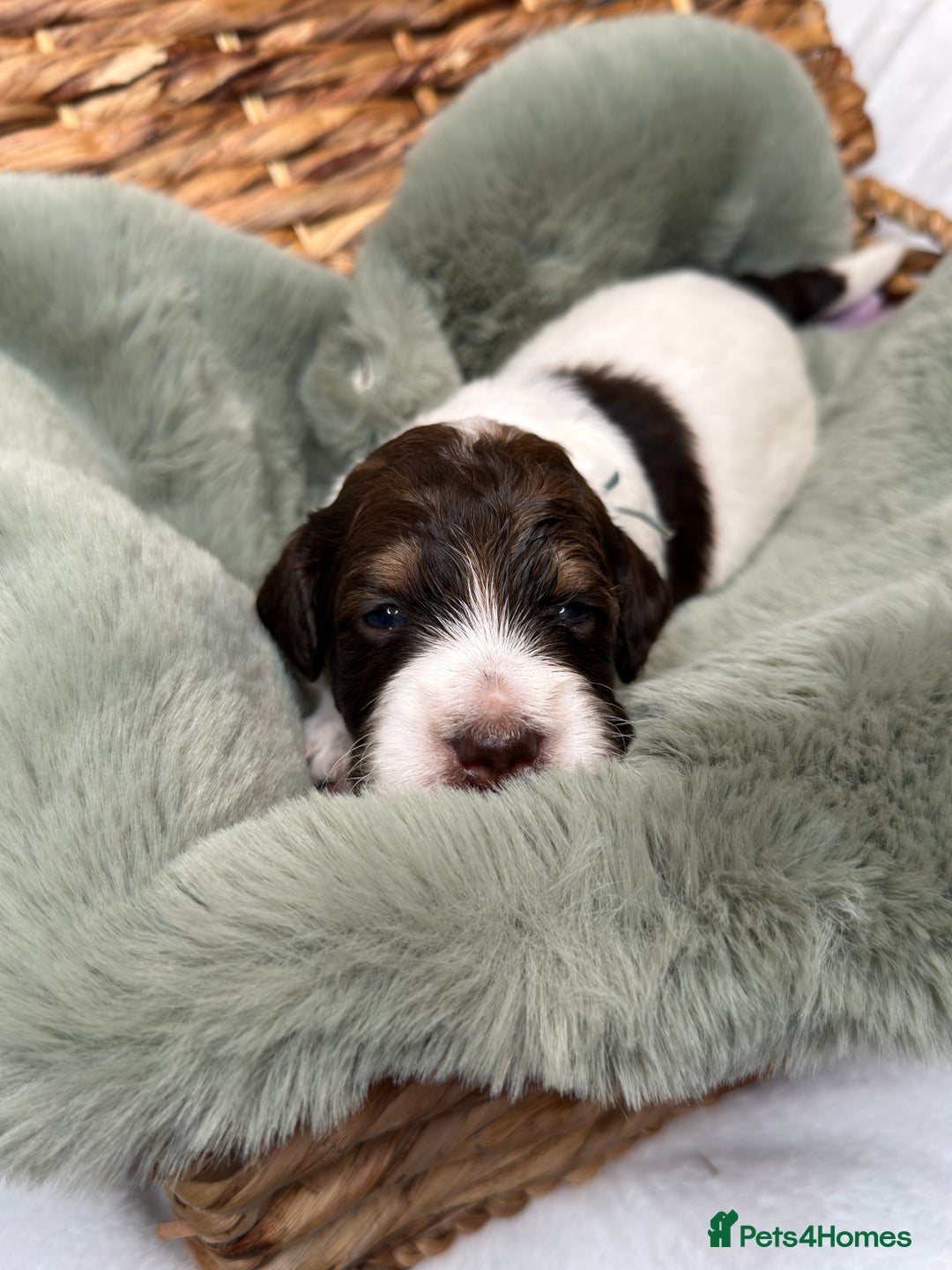 Bernedoodle dogs for sale: Miniature Bernedoodle Puppies - Image 1