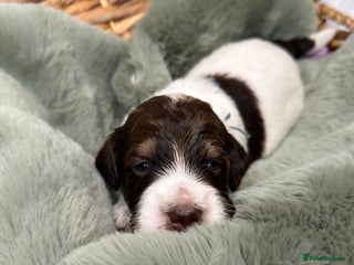 Bernedoodle dogs - Advert 15