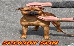 Staffordshire Bull Terrier dogs for stud: SCOOBY NOW AVAILABLE FOR STUD IN THE UK - Image 4