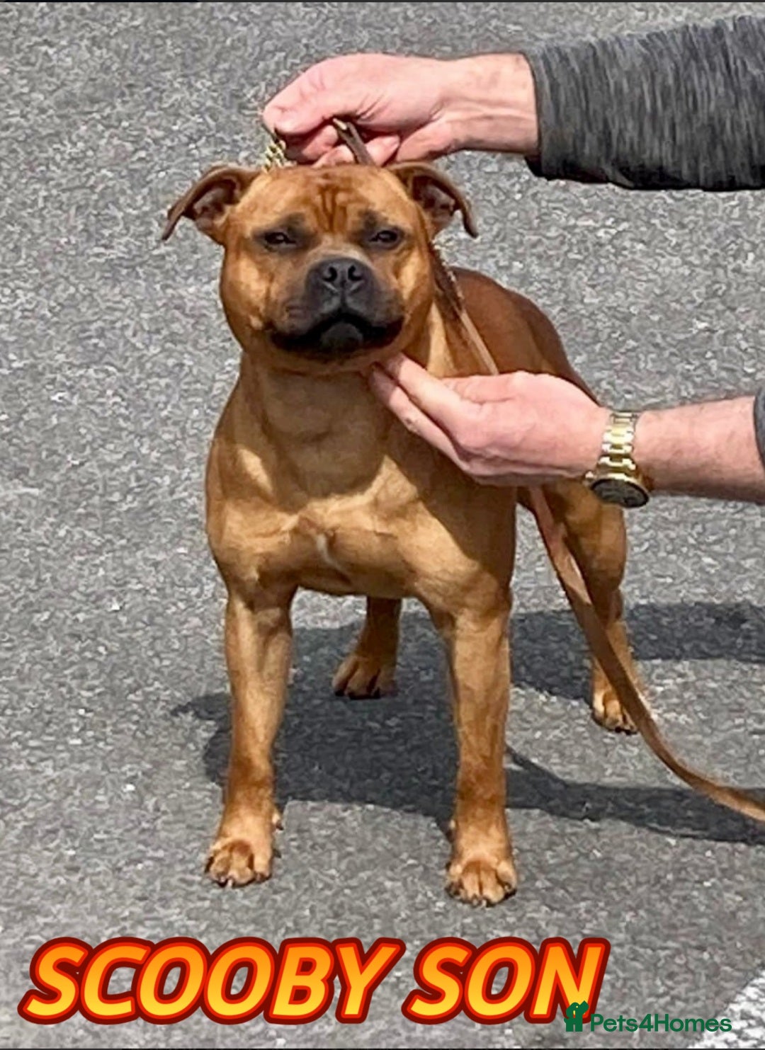 Staffordshire Bull Terrier dogs for stud: SCOOBY NOW AVAILABLE FOR STUD IN THE UK - Image 4