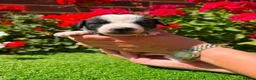 Jack Russell dogs for sale: Adorable jack Russell puppies  - Advert 8