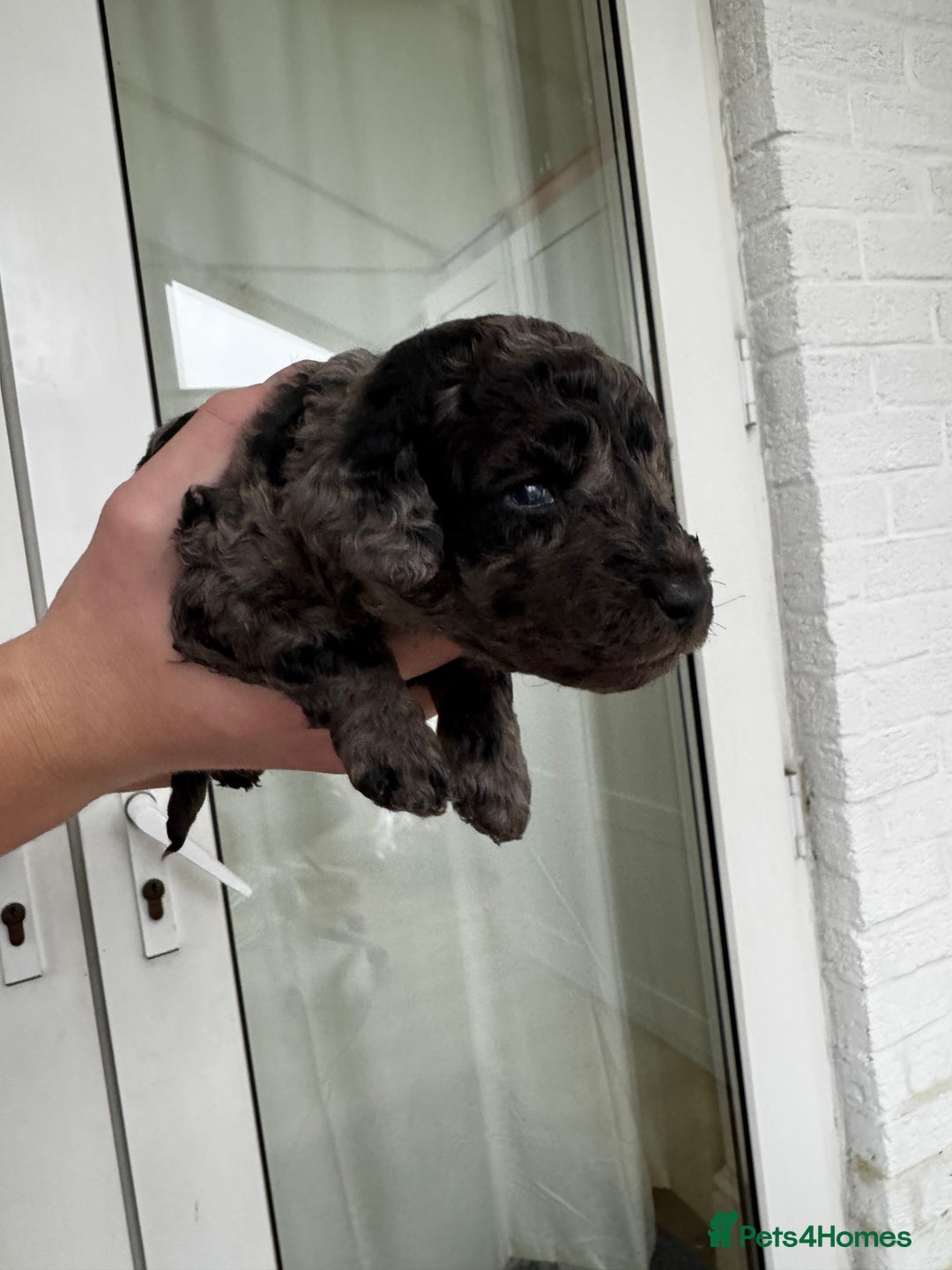 Miniature Poodle dogs for sale: Striking merle and black Miniature Poodle Puppies - Advert 17