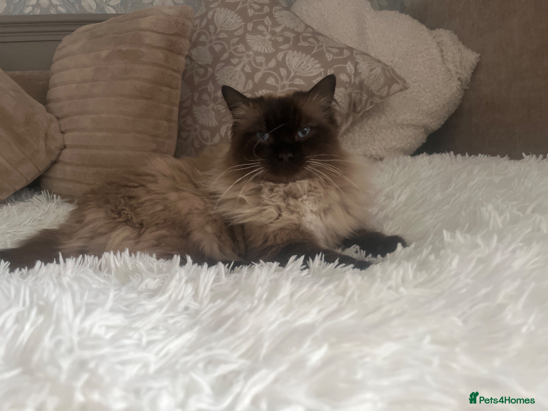 Ragdoll cats for sale: Ragdoll girl  - Advert 17
