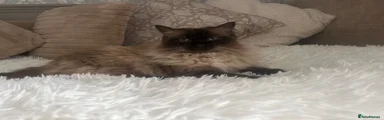 Ragdoll 1