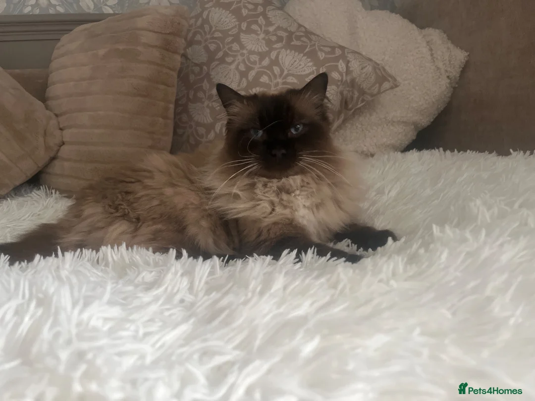 Ragdoll cats for sale: Ragdoll girl  - Advert 1