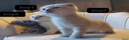 British Shorthair cats for sale: 5 handsome boys Bradford  - Advert 7