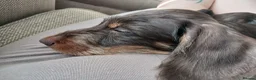 Dachshund dogs for sale: Chocolate and tan wirehair dachshund  - Advert 5