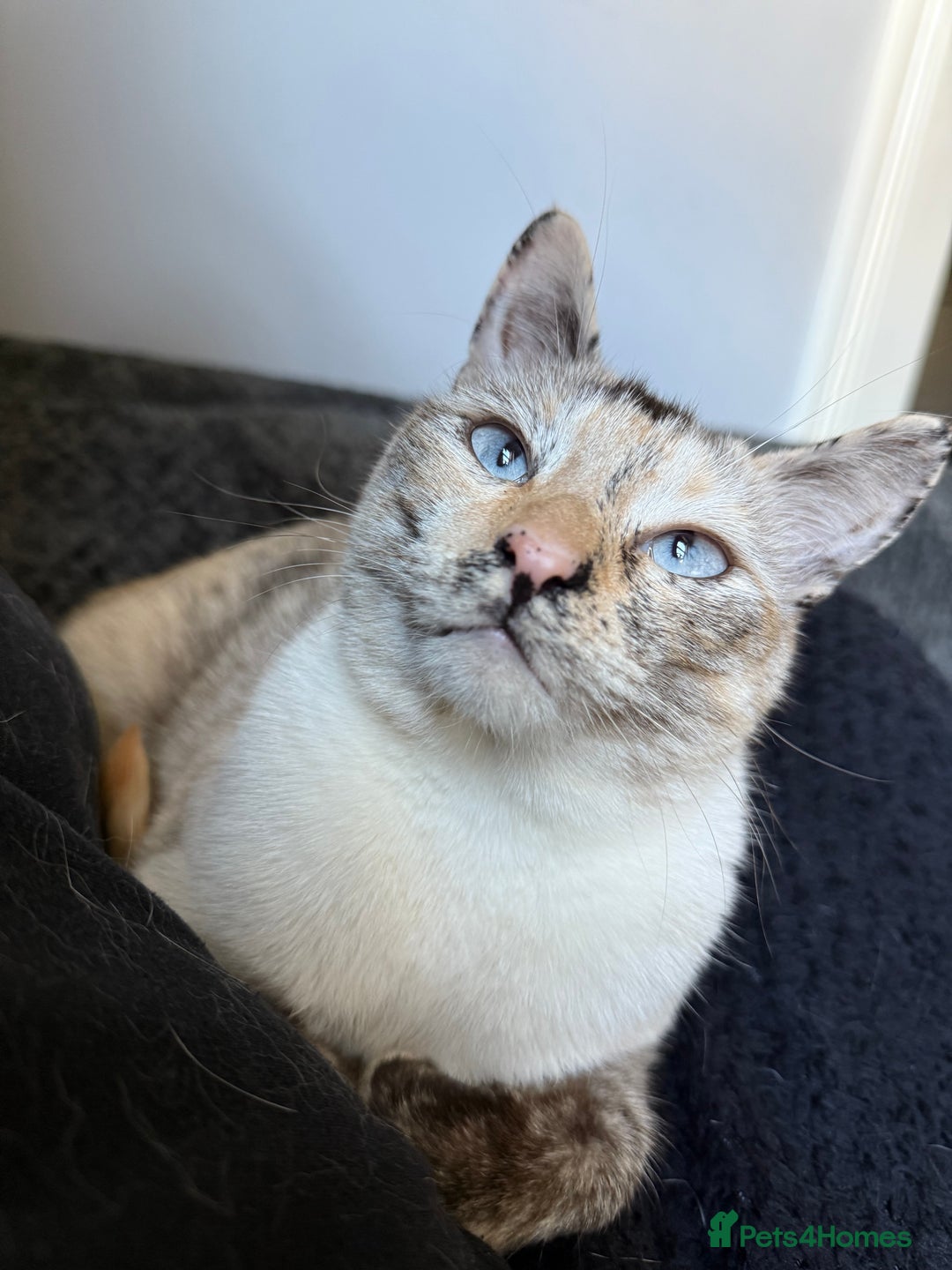Siamese cats for sale: Bonded pair for rehoming  - Image 2