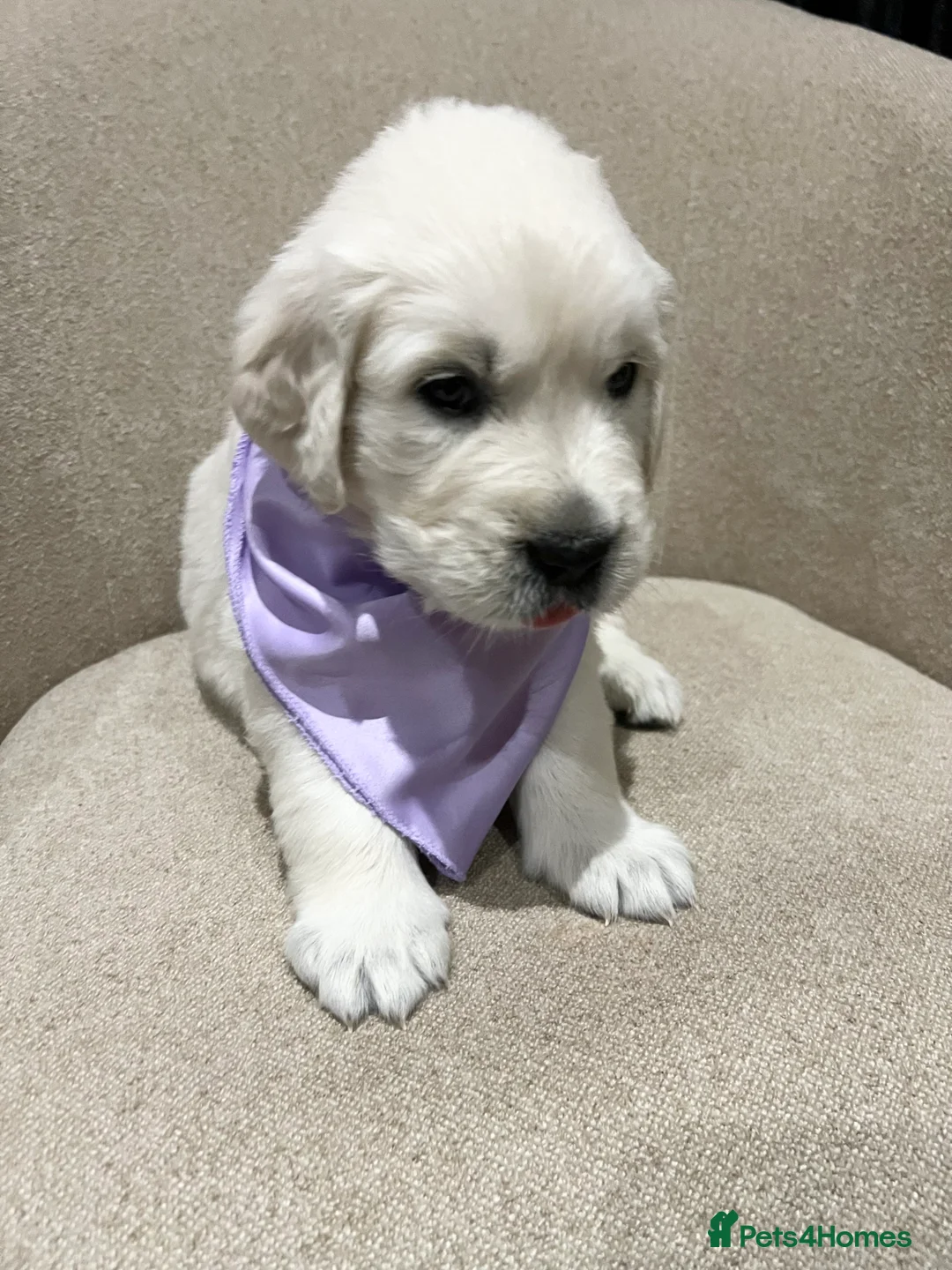 Golden Retriever dogs for sale: Exceptional Show Champion Litter   - Advert 9