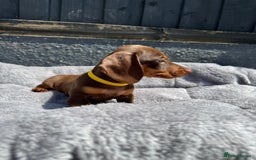 Miniature Dachshund dogs for sale: Kc mini dachshunds  - Image 9