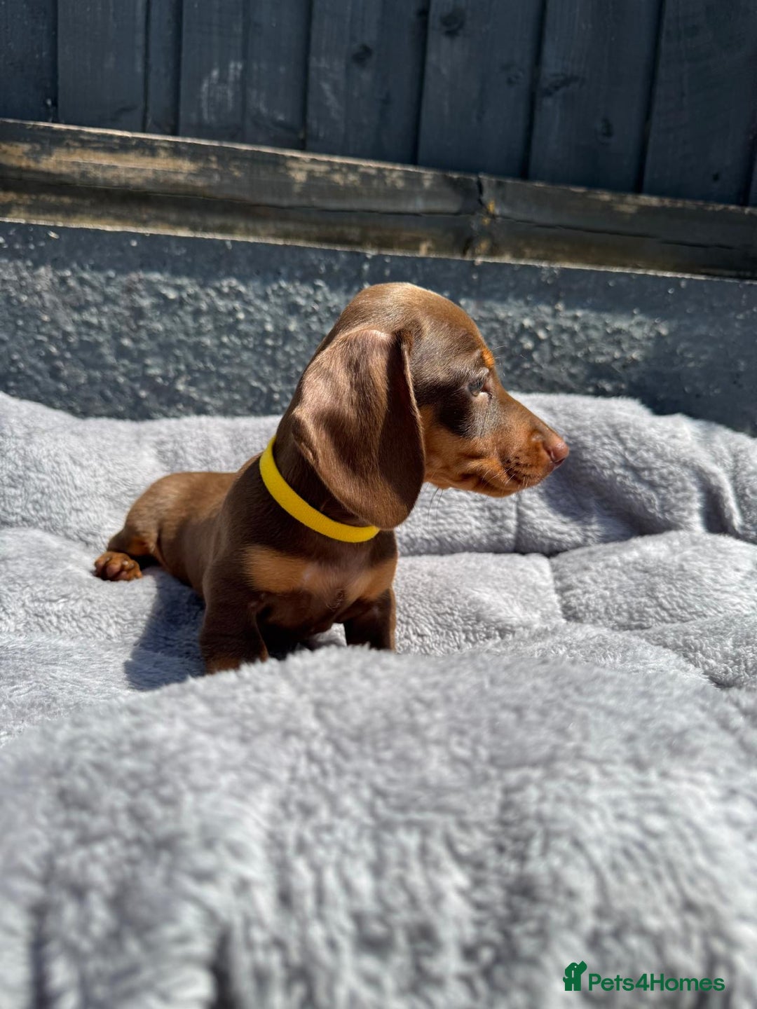 Miniature Dachshund dogs for sale: Kc mini dachshunds  - Image 9