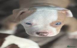 American Bulldog dogs for sale: 11 beautiful American bulldogs puppies. - Image 5