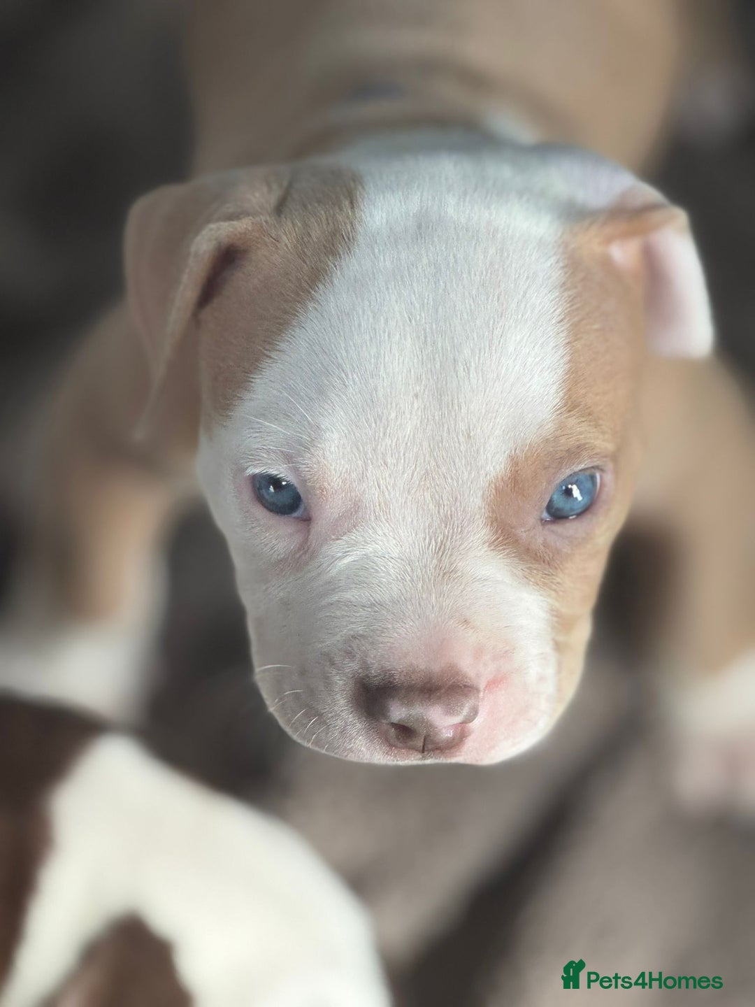 American Bulldog dogs for sale: 11 beautiful American bulldogs puppies. - Image 5