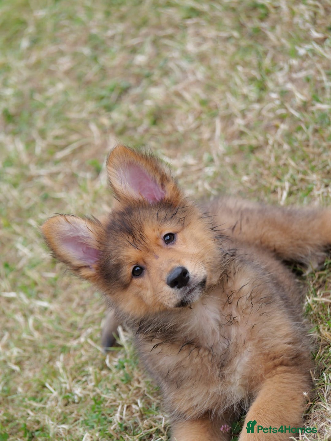 Mixed Breed dogs for sale: Shollies  in Rochdale - Image 5