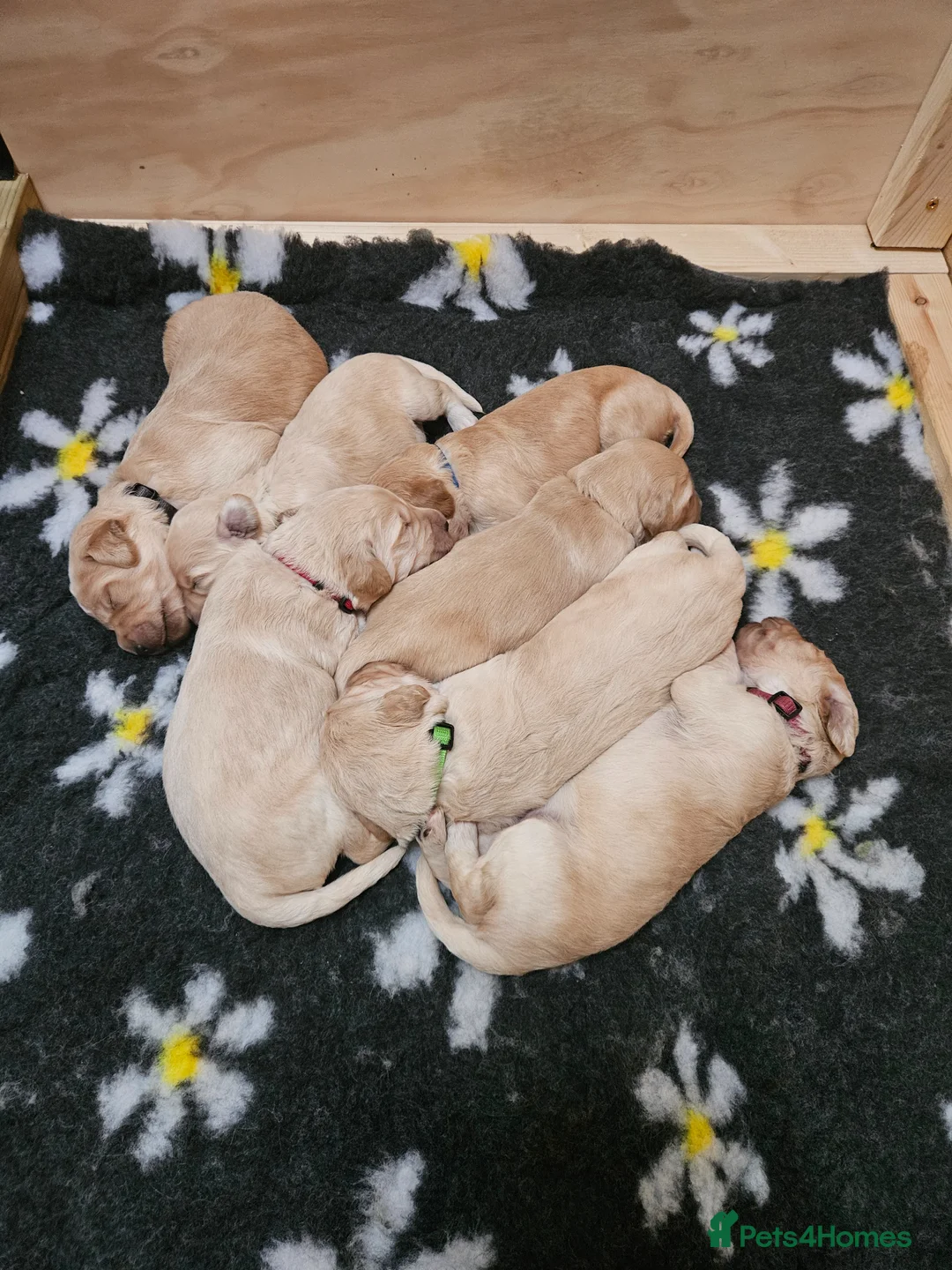 Goldendoodle dogs for sale: Goldendoodle puppies for sale. - Advert 2