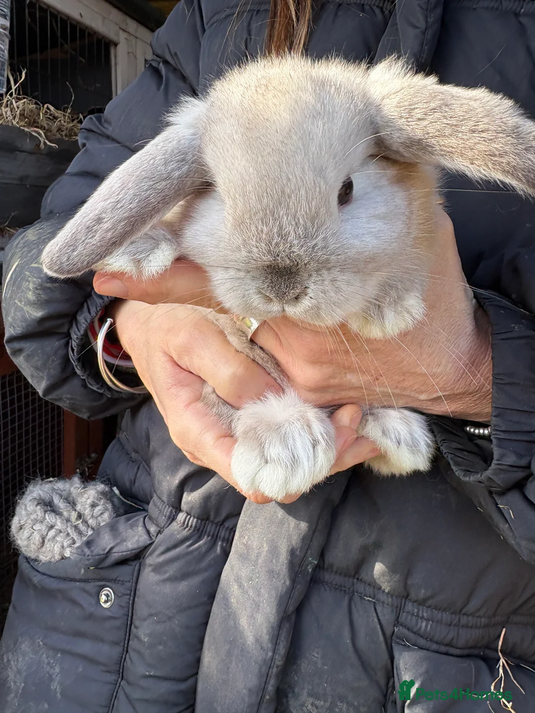Mini Lop rabbits for sale: Mini Lops - Advert 3