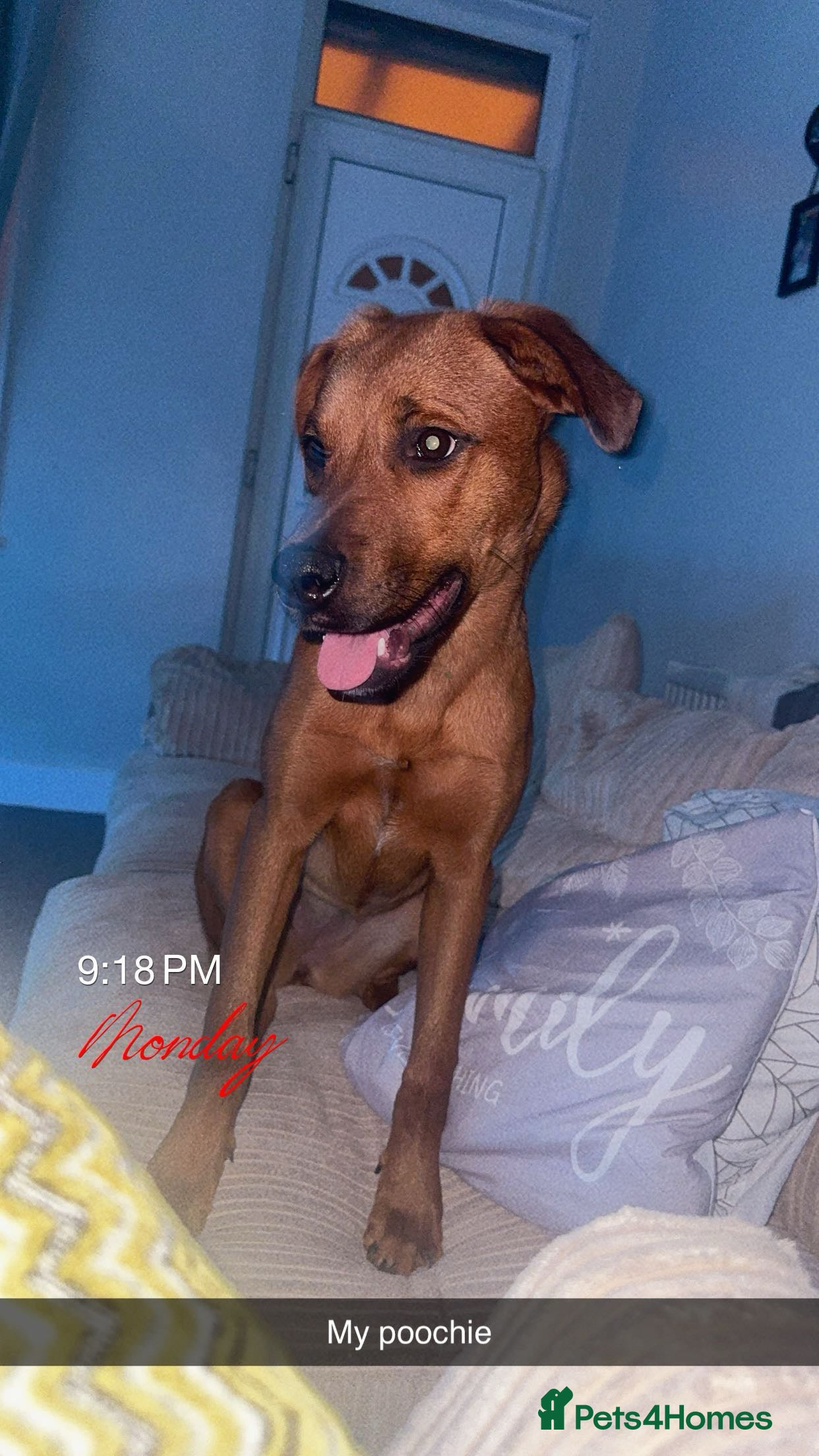 Mixed Breed dogs Lola is looking for her forever home  - Advert 1