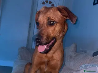 Mixed Breed dogs Lola is looking for her forever home - Advert 1