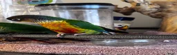 Conures birds for sale: Conure babies parent reared!! - Advert 7