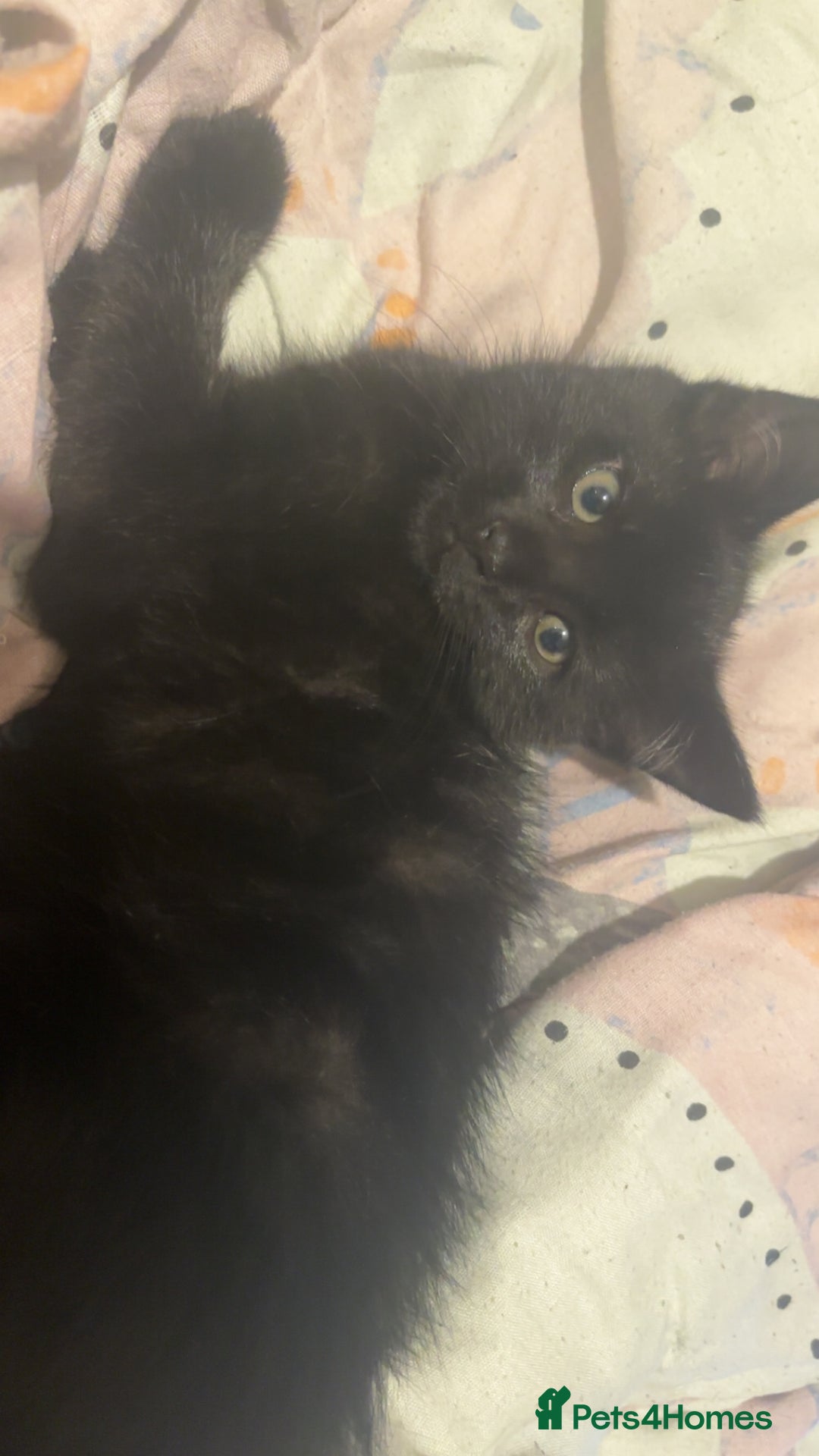 Mixed Breed cats for sale: 3 Lovely Kits for Sale  - Advert 6