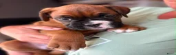 Boxer dogs for sale: Stunning litter of adorable boxer Puppies - Advert 11