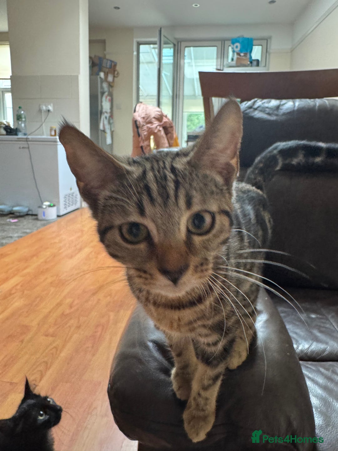 Mixed Breed cats for sale: Tuxedo/tabby mix bread cat - Image 8