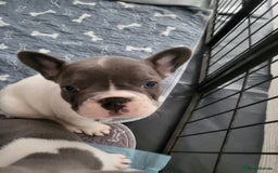 French Bulldog dogs for sale: KC Registered Frenchies ONLY 3 LEFT - Image 27